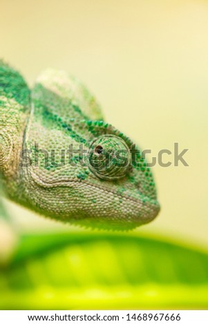 closeup of a chameleon in it's natural habitat 