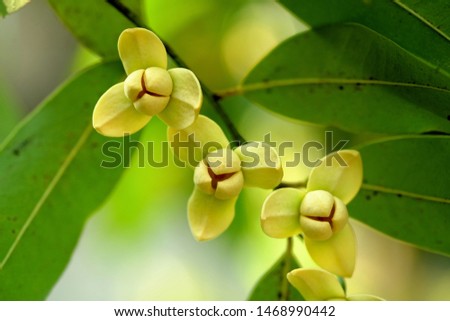 Blooming of yellow flowers, good smell on the tree. Call White cheesewood, Devil tree, Lamdman or Melodorum fruticosum Lour. Closeup image.