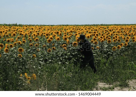 the photographer tries to find right framing in sunflower field