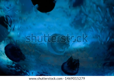 Jellyfish swimming gracefully in the water