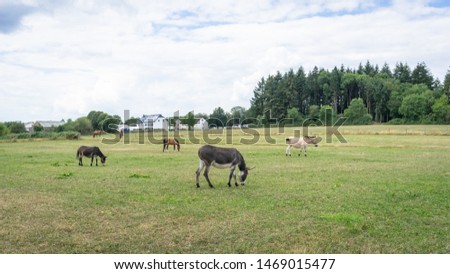 Donkeys and mules. Pen for donkeys and mules in countryside in Europe. Cute donkeys walking and eating in the pen in the village on green grass. Peaceful picture of Pets on an eco farm at summer day. 