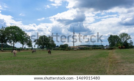 Donkeys and mules. Pen for donkeys and mules in countryside in Europe. Cute donkeys walking and eating in the pen in the village on green grass. Peaceful picture of Pets on an eco farm at summer day. 