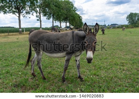 Portrait of a curious donkey. Gray cute donkey walks in a pen in the countryside. Donkey on the eco farm on green grass background looking at the camera.  Peaceful picture of farm grazing animals. 