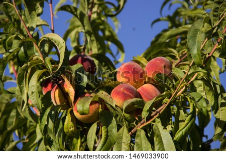 ripe peaches on a tree. a bountiful harvest Royalty-Free Stock Photo #1469033900