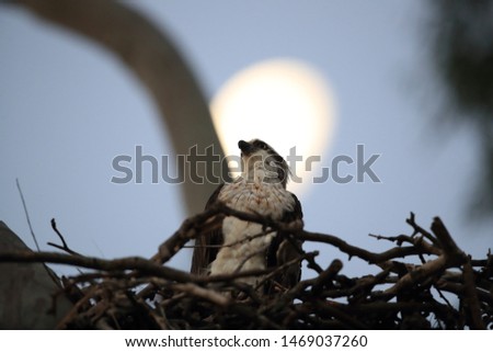 Osprey (Pandion haliaetus) sitting in nest by moonlight ,Queensland, Australia