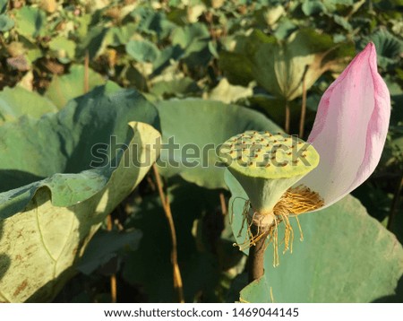 Lotus petals fall on green leaves in lotus ponds