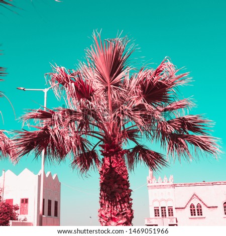 Palm tree and part of the old beautiful buildings. Infrared style filter.