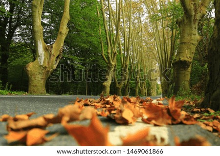 Empty road in İstanbul city with autumn leaves and long trees