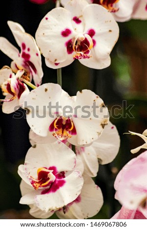 Beautiful Orchid Blooms in the Garden