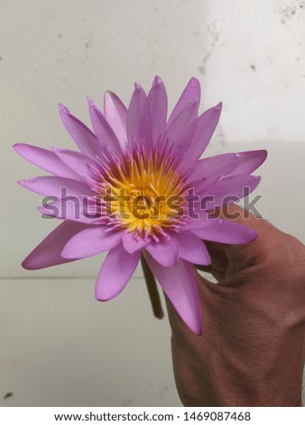 a beautiful flower in hand looking so awesome