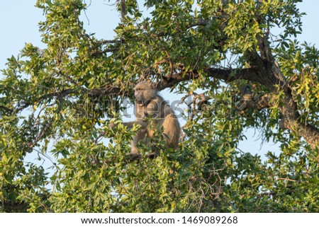 A Chacma baboon, Papio ursinus, eating fruit in a tree