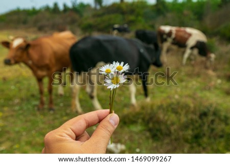 A man's hand giving daisy flowers to cows with love