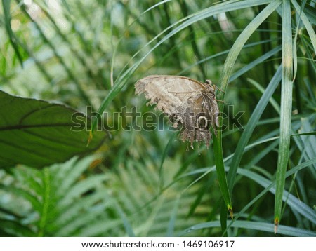 Grasses, leaves of a tropical vegetation, in the middle of the picture a banana butterfly resting on a blade of grass