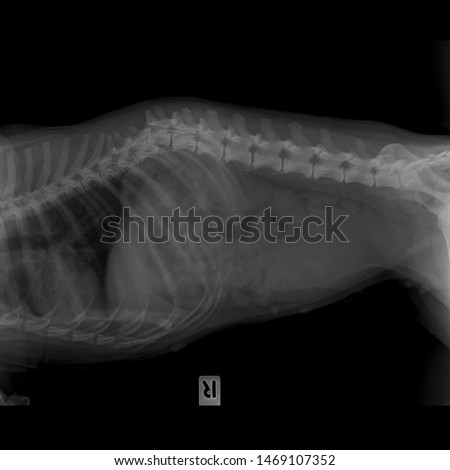 vertebral fracture dog side view 