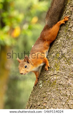 Portrait of a squirrel on a tree.