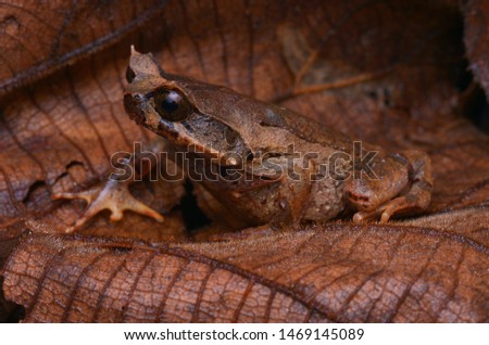 close up image of a Kinabalu Horned Frog - Xenophrys baluensis Royalty-Free Stock Photo #1469145089