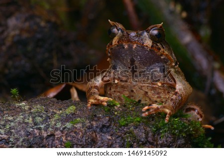 close up image of a Kinabalu Horned Frog - Xenophrys baluensis Royalty-Free Stock Photo #1469145092