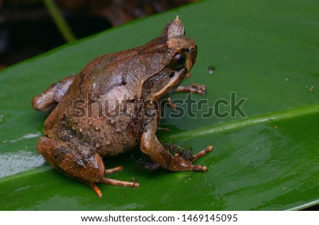 close up image of a Kinabalu Horned Frog - Xenophrys baluensis Royalty-Free Stock Photo #1469145095