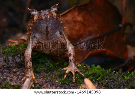 close up image of a Kinabalu Horned Frog - Xenophrys baluensis Royalty-Free Stock Photo #1469145098