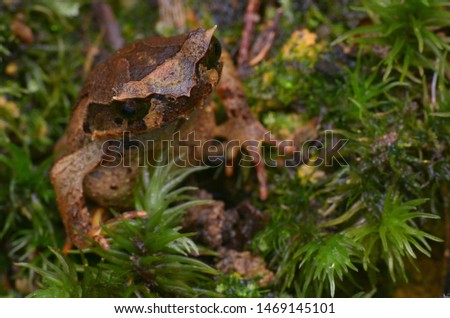close up image of a Kinabalu Horned Frog - Xenophrys baluensis Royalty-Free Stock Photo #1469145101