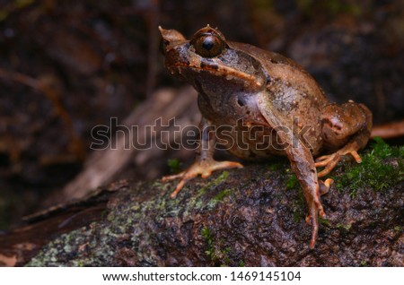 close up image of a Kinabalu Horned Frog - Xenophrys baluensis Royalty-Free Stock Photo #1469145104
