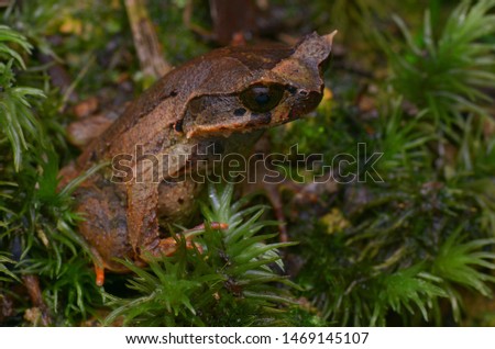 close up image of a Kinabalu Horned Frog - Xenophrys baluensis Royalty-Free Stock Photo #1469145107