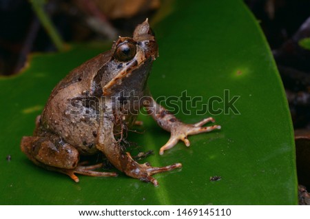 close up image of a Kinabalu Horned Frog - Xenophrys baluensis Royalty-Free Stock Photo #1469145110