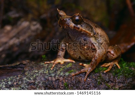 close up image of a Kinabalu Horned Frog - Xenophrys baluensis Royalty-Free Stock Photo #1469145116