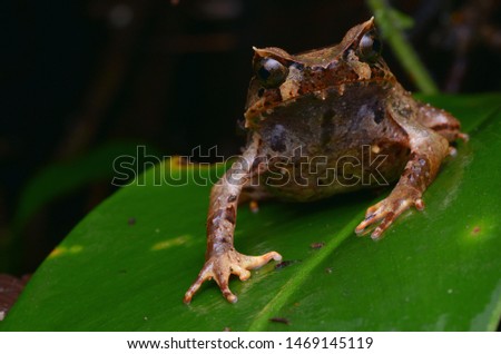 close up image of a Kinabalu Horned Frog - Xenophrys baluensis Royalty-Free Stock Photo #1469145119