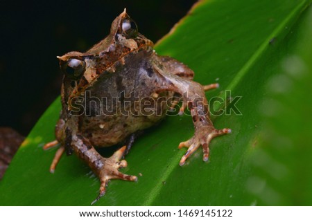 close up image of a Kinabalu Horned Frog - Xenophrys baluensis Royalty-Free Stock Photo #1469145122