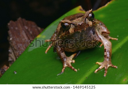 close up image of a Kinabalu Horned Frog - Xenophrys baluensis Royalty-Free Stock Photo #1469145125