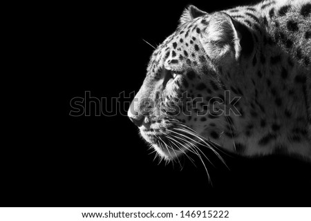 Beautiful leopard portrait in black and white
