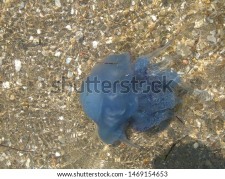 Beautiful blue jellyfish pictures from Greece, Kavala