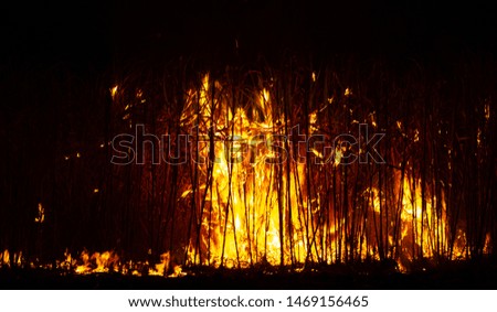 Forest fires at night with horrible violence
