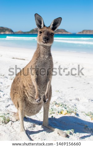Wild Kangaroo on a immaculate white sand beach