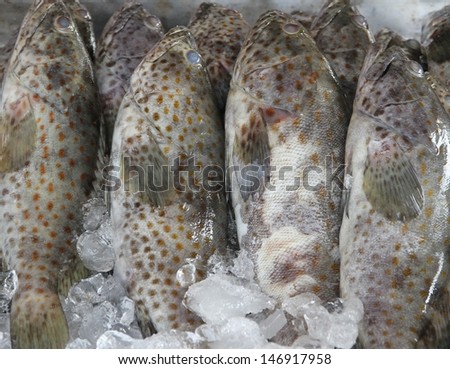 Groper Fish, fresh Royalty-Free Stock Photo #146917958
