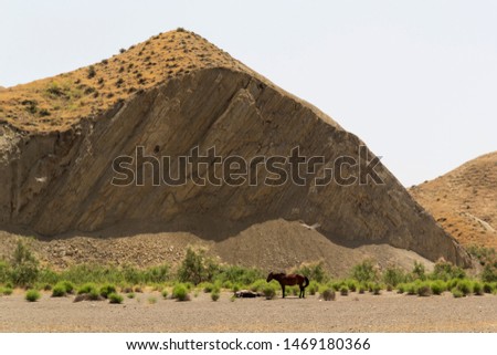 The horses in barren lands