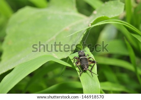 Black cricket on leaves and close-up pictures  Black cricket on leaves and close-up pictures  