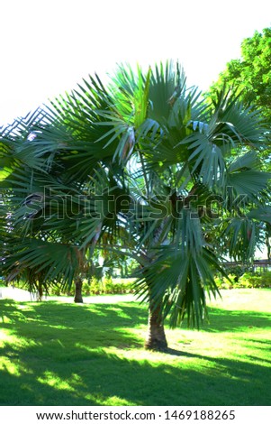 Palm trees are a botanical family of perennial lianas, shrubs, and trees