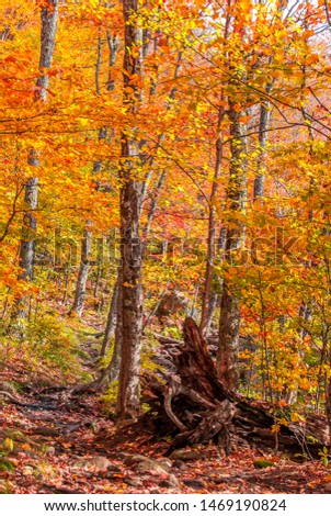 Portrait photo of an empty trail in a colorful, calm forest. Beautiful fall foliage - yellow, red, orange. Shot in Mont-Tremblant, Quebec, Canada. 