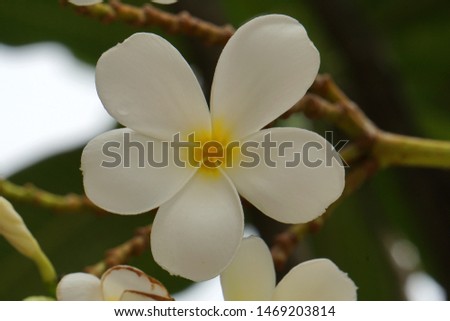 Closeup blooming white plumeria flowers or frangipani flower on plumeria tree beautiful details