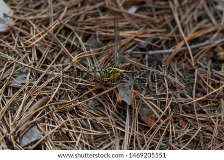 Dragonfly sitting on pine needles