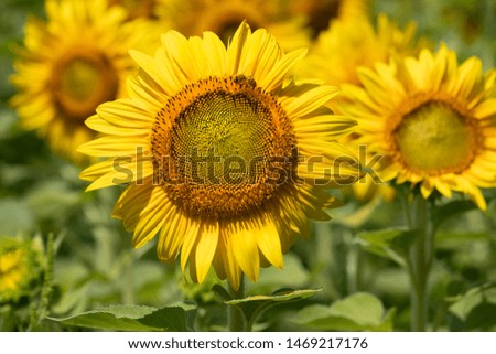 sunflower with a bee in a field of sunflowers
