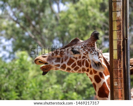 A giraffe eats and enjoys the pleasant sun