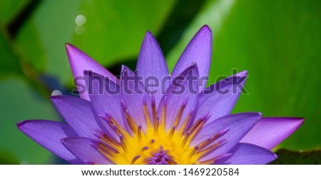 pictures of lotus flowers on water