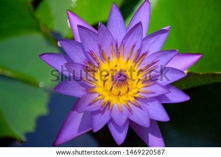 pictures of lotus flowers on water