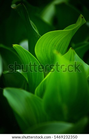 green leaf. take with nikon d3100 nikor lens 55-200mm  Royalty-Free Stock Photo #1469232350