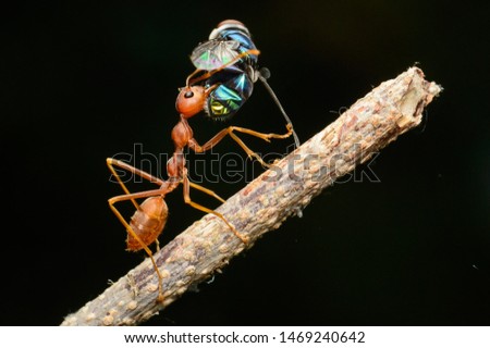 ant . take with nikon d3100 kitt lens + macro lens, internal flash+ DIY diffuser  Royalty-Free Stock Photo #1469240642