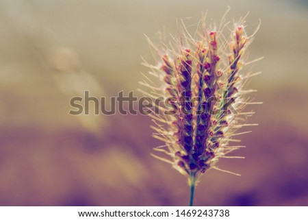 A single weed picture in retro style with blurred background