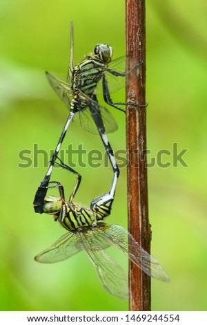 Dragonfly. take with nikon d3100 nikor lens 55-200mm  Royalty-Free Stock Photo #1469244554